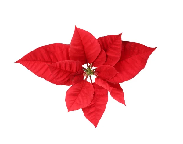 Prachtige Poinsettia Geïsoleerd Wit Bovenaanzicht Traditionele Kerstbloem — Stockfoto