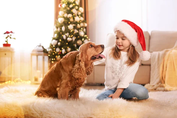 성탄절에 스패니얼이 귀여운 — 스톡 사진