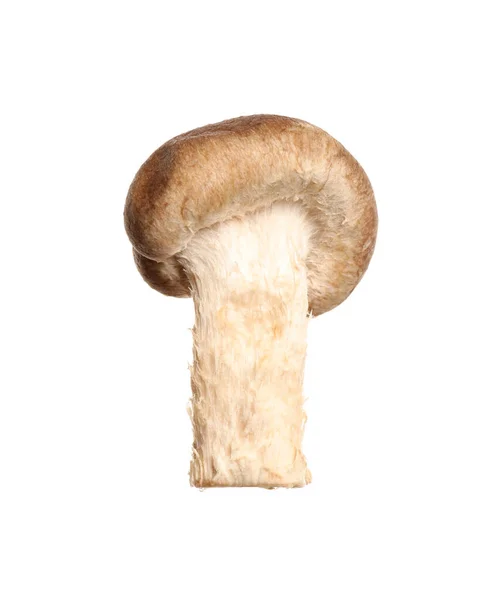 Cogumelo Shiitake Selvagem Fresco Isolado Branco — Fotografia de Stock