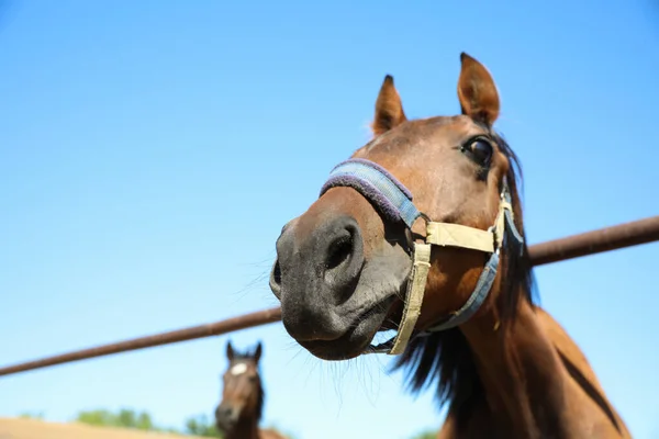 晴れた日には屋外のフェンスで栗の馬を閉じます 美しいペット — ストック写真