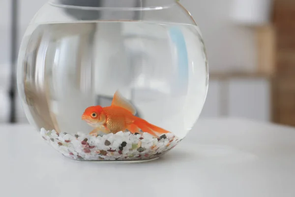 Schöne Helle Goldfische Aquarium Auf Dem Heimischen Tisch — Stockfoto