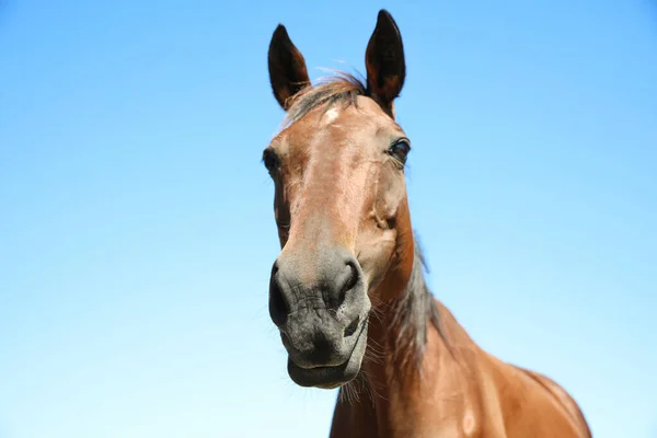 晴れた日には栗の馬の屋外で クローズアップ 美しいペット — ストック写真