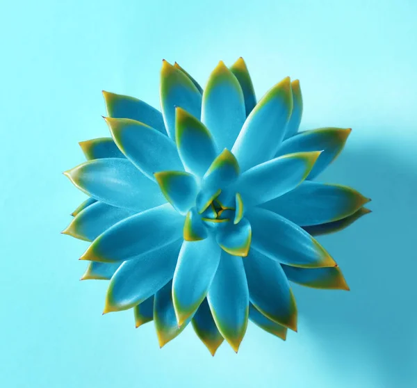 Vacker Saftig Växt Ljusblå Bakgrund Ovanifrån — Stockfoto