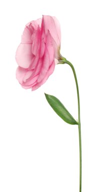 Güzel, taze Eustoma çiçeği beyaza izole edilmiş.