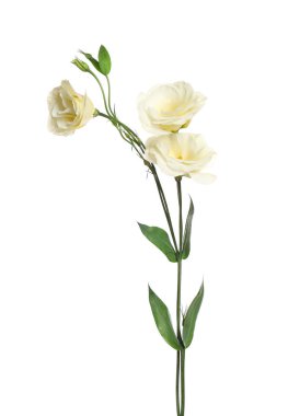 Güzel taze Eustoma çiçekleri beyazın üzerinde izole.