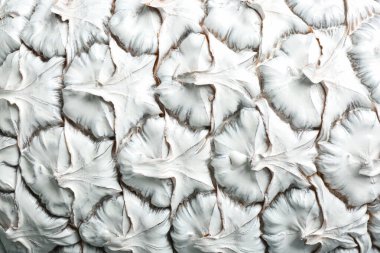 Arka plan olarak beyaz ananas, yakın plan. Yaratıcı kavram