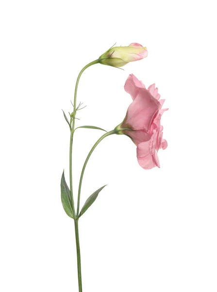 Lindas Flores Frescas Eustoma Isoladas Branco — Fotografia de Stock