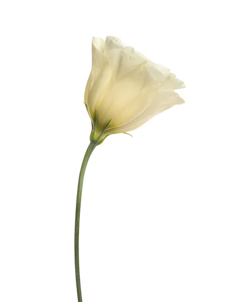 Vacker Fräsch Eustoma Blomma Isolerad Vit — Stockfoto