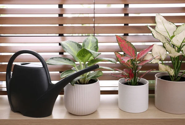 Schöne Zimmerpflanzen Und Gießkannen Auf Hölzernen Fensterbänken Haus — Stockfoto