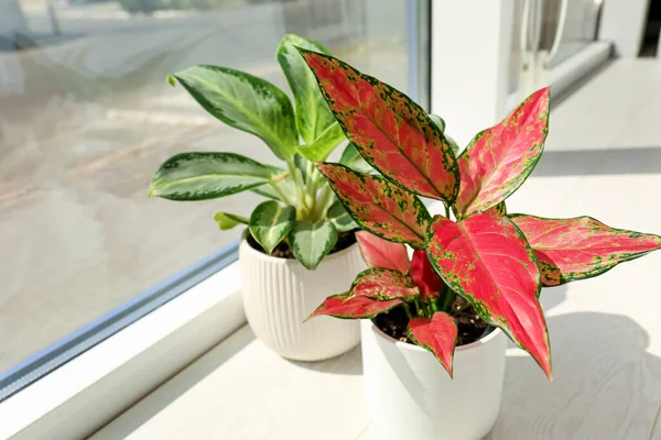 Different houseplants on white window sill in room