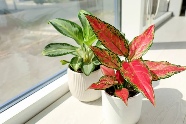 Plantas Sala Diferentes Peitoril Janela Branca Quarto — Fotografia de Stock