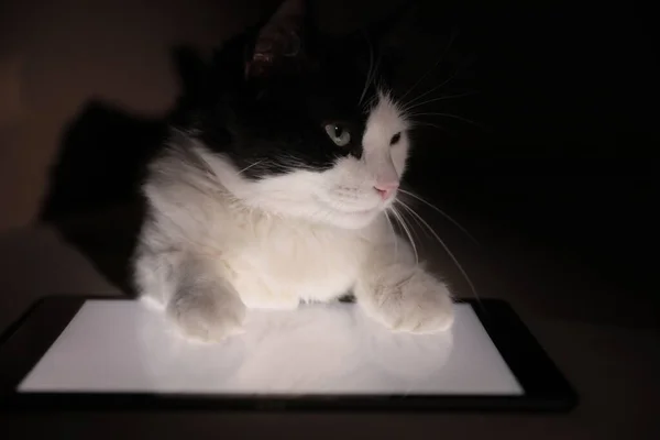 Χαριτωμένη Γάτα Ξαπλωμένη Στο Tablet Στο Σπίτι Κοντινό Πλάνο — Φωτογραφία Αρχείου