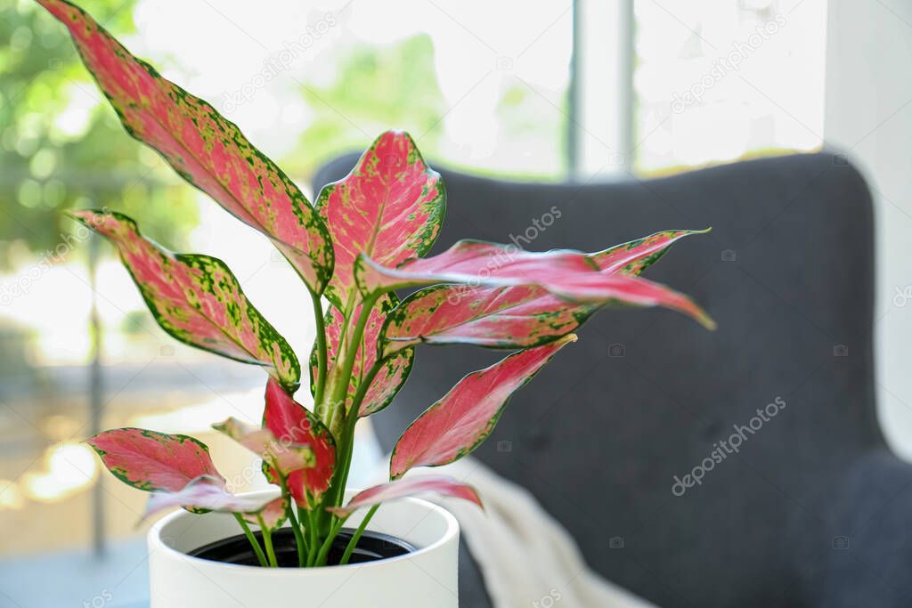 Beautiful houseplant in room, space for text