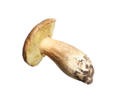 Taze kaygan Jack mantarı beyazda izole edilmiş.