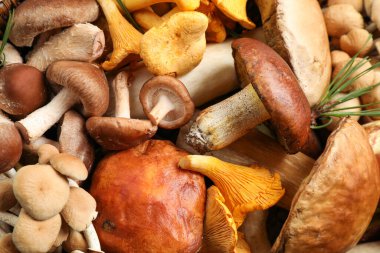 Arka plan olarak farklı taze mantarlar, üst görünüm