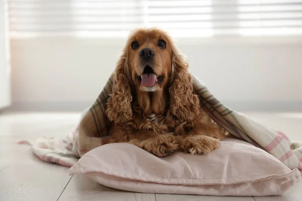 Cute Russian Cocker Spaniel Dog Plaid Pillow Floor — стоковое фото