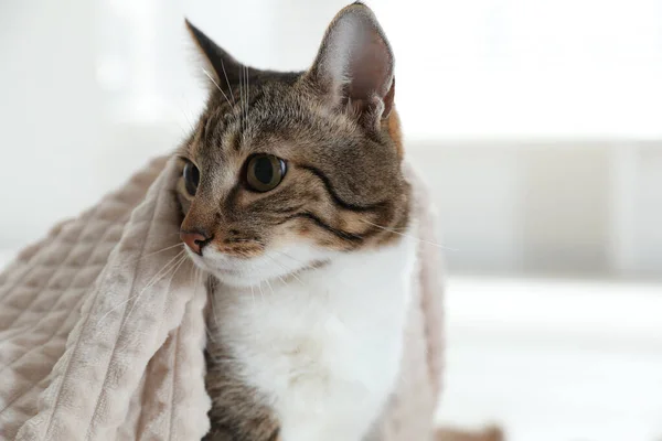 Ekoseli Evin Altında Sevimli Bir Kedi Yakın Görüş — Stok fotoğraf