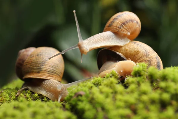 Caracoles Jardín Comunes Arrastrándose Sobre Musgo Verde Aire Libre Primer —  Fotos de Stock