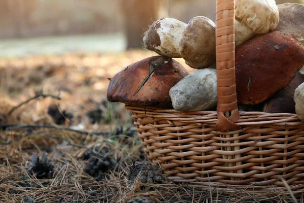 Cesta Mimbre Con Setas Silvestres Frescas Bosque Primer Plano — Foto de Stock