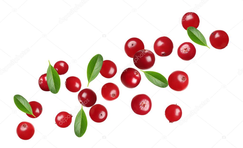 Fresh red cranberries falling on white background