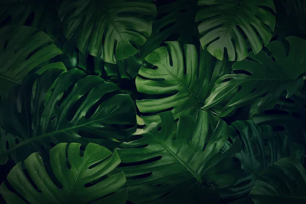 Many Bright Green Tropical Leaves Background — Stock Photo, Image