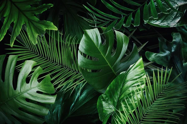 Wiele Zielonych Liści Tropikalnych Jako Tło — Zdjęcie stockowe