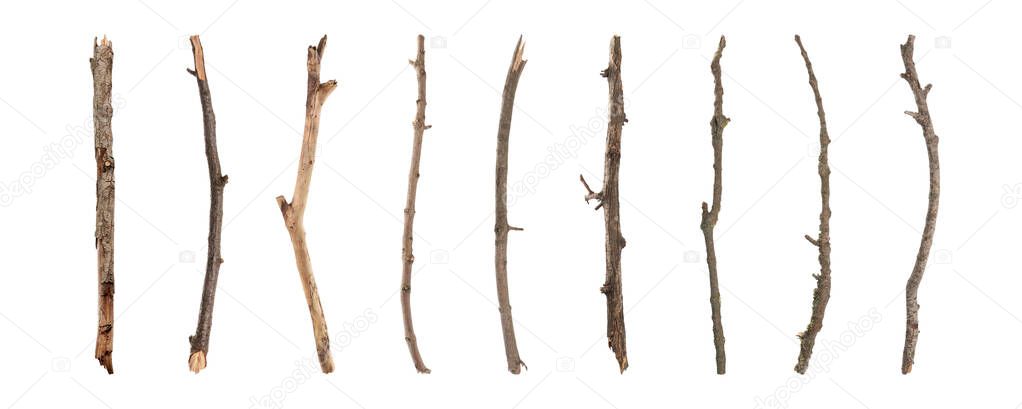 Set of old dry tree branches on white background. Banner design