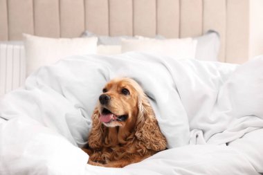 Tatlı İngiliz cocker spaniel yatakta yumuşak battaniye ile kaplı
