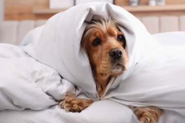 Tatlı İngiliz cocker spaniel yatakta yumuşak battaniye ile kaplı