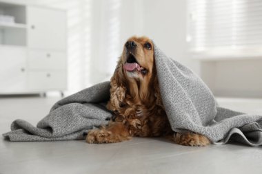 Şirin İngiliz cocker spaniel köpek evde yerde gri ekoseli