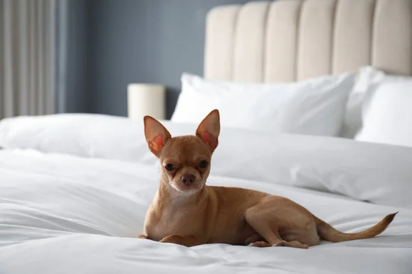 Cute Chihuahua dog on bed in room. Pet friendly hotel