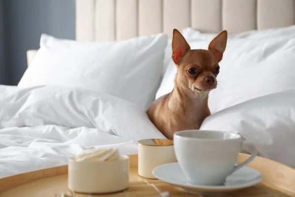 Bandeja Con Sabroso Desayuno Lindo Perro Chihuahua Cama Habitación Hotel — Foto de Stock