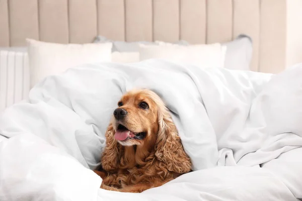 Cute Inglês Cocker Spaniel Coberto Com Cobertor Macio Cama — Fotografia de Stock