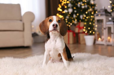Evde bulanık Noel ışıklarına karşı sevimli Beagle köpeği