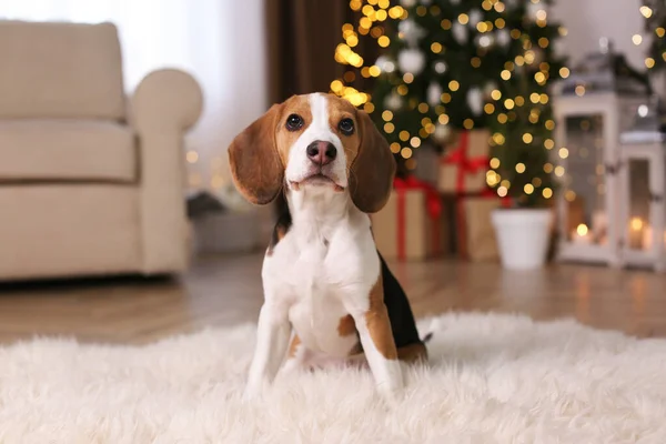 Lindo Perro Beagle Casa Contra Las Luces Borrosas Navidad —  Fotos de Stock