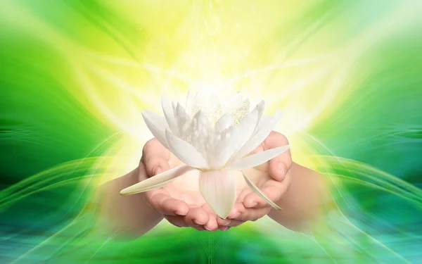Kvinna Som Håller Vackra Lotus Blomma Ljus Bakgrund Närbild — Stockfoto