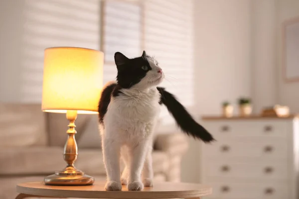 Милая Кошка Столе Возле Лампы Дома — стоковое фото