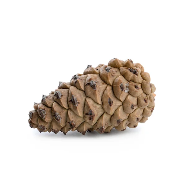 Fresh Young Conifer Cone Isolated White — Stock Photo, Image