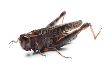 Kahverengi çekirge beyazda izole edilmiş. Vahşi böcek.