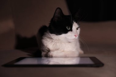 Evdeki kanepede tabletin yanında sevimli bir kedi var.