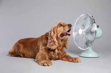 İngiliz Cocker Spaniel, gri arka planda yelpazeden hava akımının tadını çıkarıyor. Yaz sıcağı