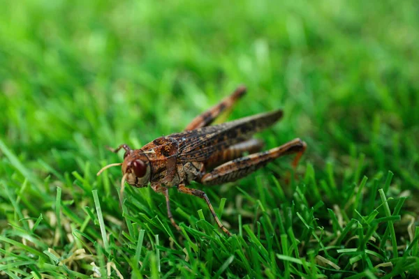 Braune Heuschrecke Auf Rasen Freien Wilde Insekten — Stockfoto