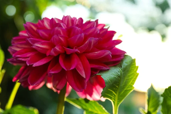 Vacker Blommande Rosa Dahlia Blomma Utomhus Solig Dag Närbild — Stockfoto