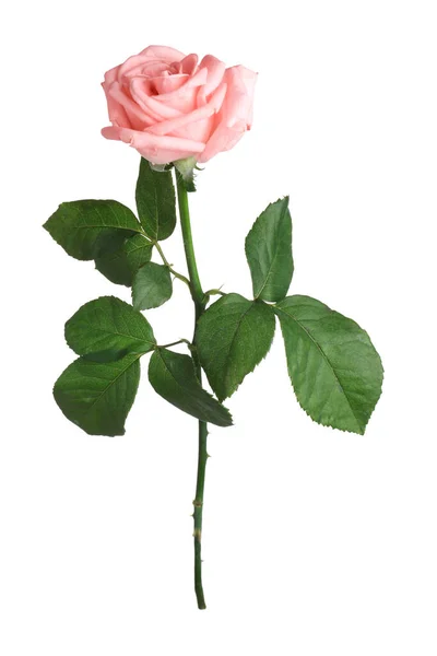 Rosa Florescente Isolado Branco Bela Flor — Fotografia de Stock