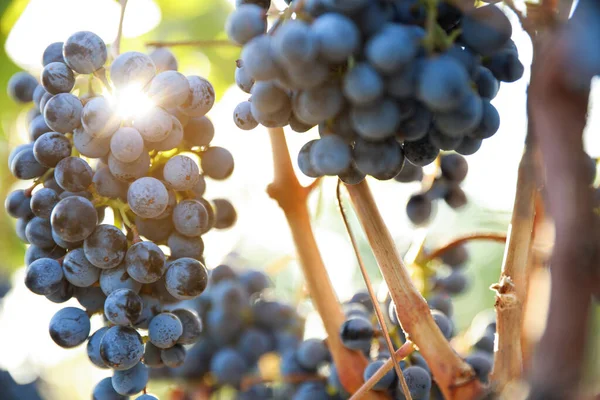 Uvas Frescas Maduras Que Crecen Viñedo Día Soleado — Foto de Stock