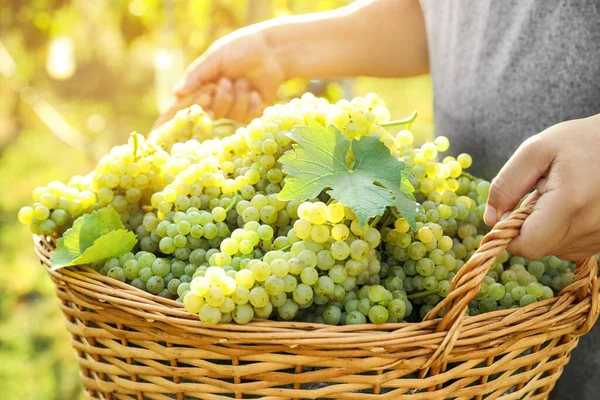 Homem Segurando Cesta Com Uvas Maduras Frescas Vinha Close — Fotografia de Stock