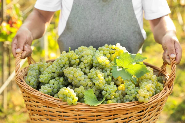 Homem Segurando Cesta Com Uvas Maduras Frescas Vinha Close — Fotografia de Stock