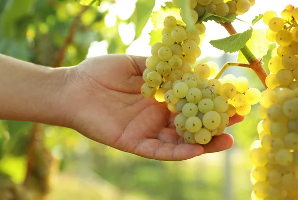 Uomo Che Raccoglie Uva Fresca Matura Vigna Primo Piano — Foto Stock