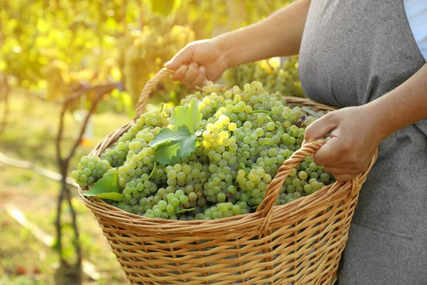 Mann Hält Korb Mit Frischen Reifen Trauben Weinberg Nahaufnahme — Stockfoto