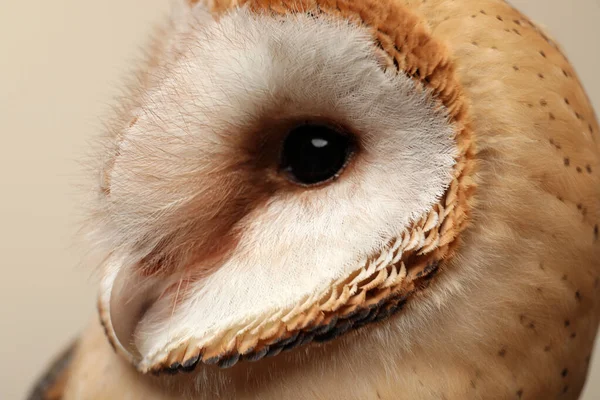 Όμορφη Κοινή Κουκουβάγια Αχυρώνα Μπεζ Φόντο Closeup — Φωτογραφία Αρχείου